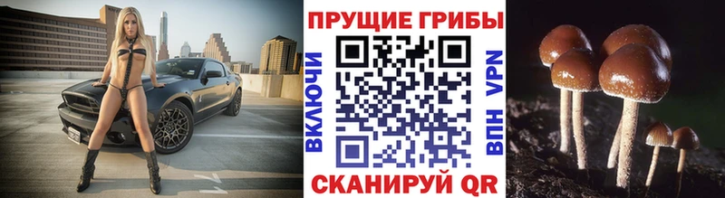 Псилоцибиновые грибы мицелий  Карачев 